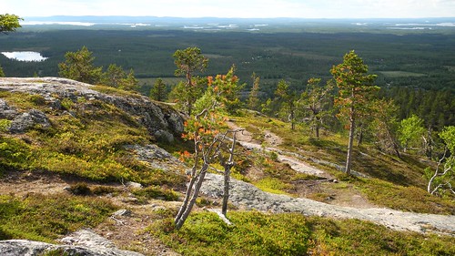 summer forest finland landscape geotagged evening july kuusamo fin ruka 2014 koillismaa 201407 20140706 geo:lat=6616635527 geo:lon=2915157395