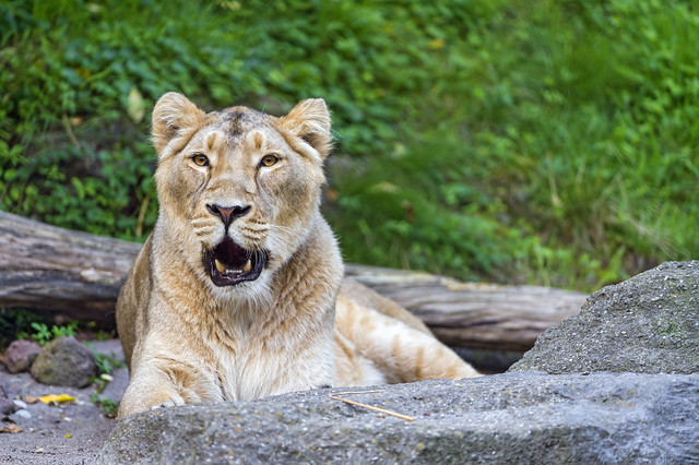 Lioness with open mouth