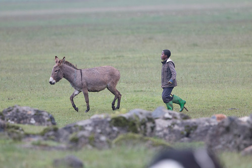 people ethiopia livestock et addisadaba sulultaplain