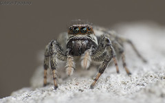 Araña saltarina / Jumping spider