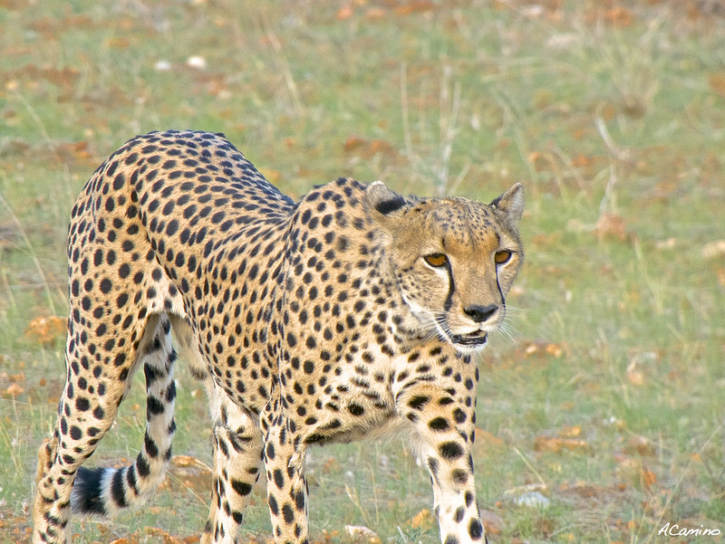 Safari en Samburu: Jirafas, Elefantes, Leones, Guepardos y muchísimos pájaros - 12 días de Safari en Kenia: Jambo bwana (86)