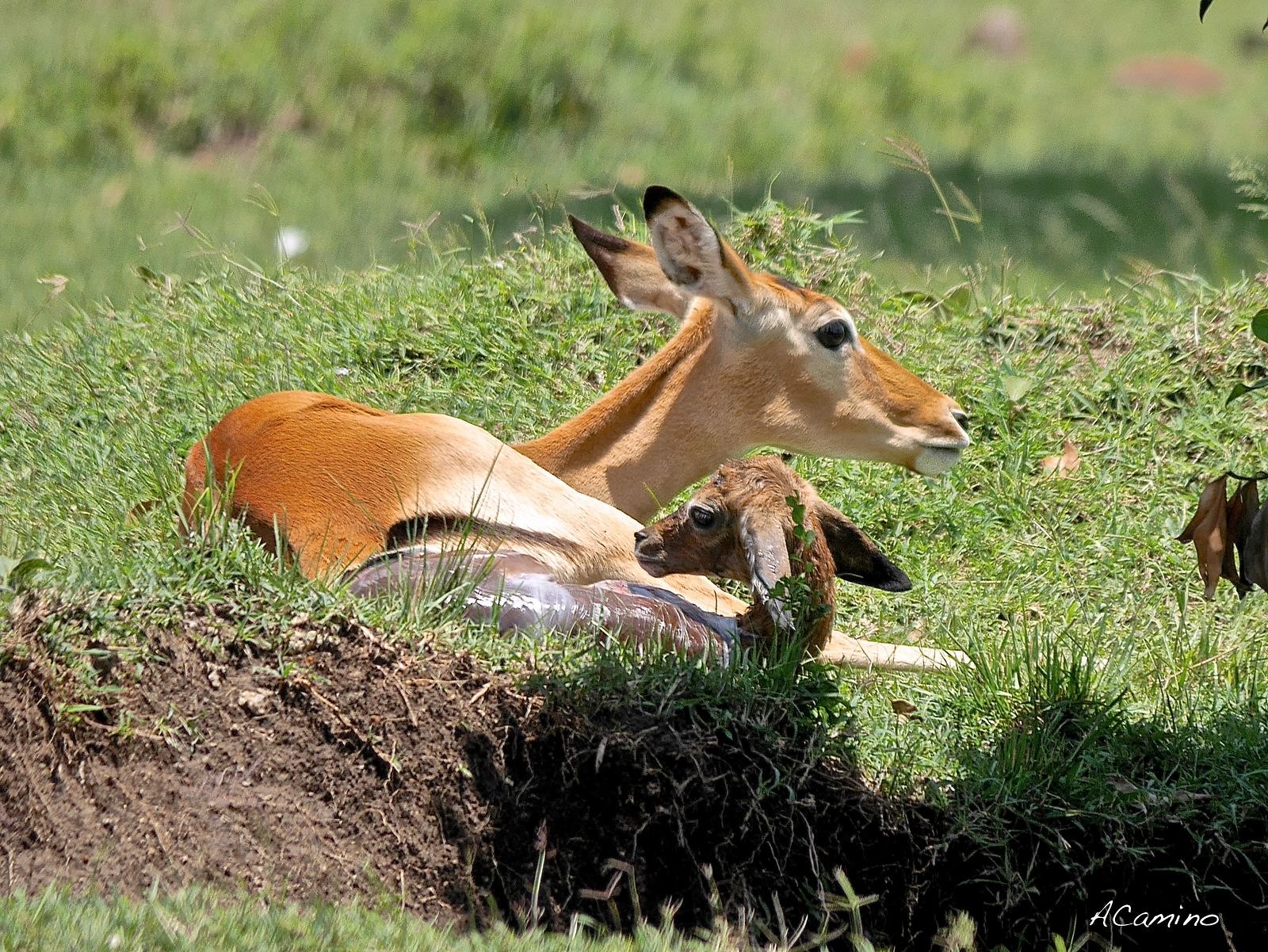 El parto de una gacela en un Masai Mara, lleno de búfalos, leones, guepardos... - 12 días de Safari en Kenia: Jambo bwana (13)