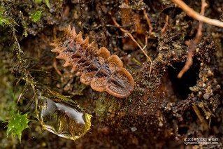 Trilobite beetle larva (Platerodrilus sp.) - DSC_8952