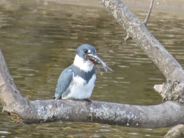 Belted Kingfisher at the Lock & Dam in Quincy, IL 05