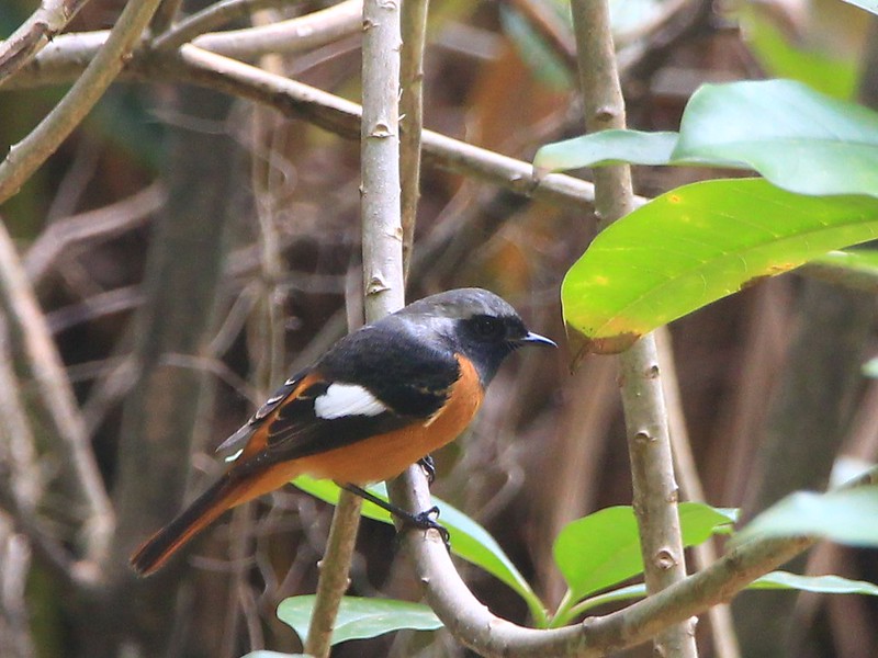 IMG_9594 黃尾鴝 公鳥 Daurian Redstart