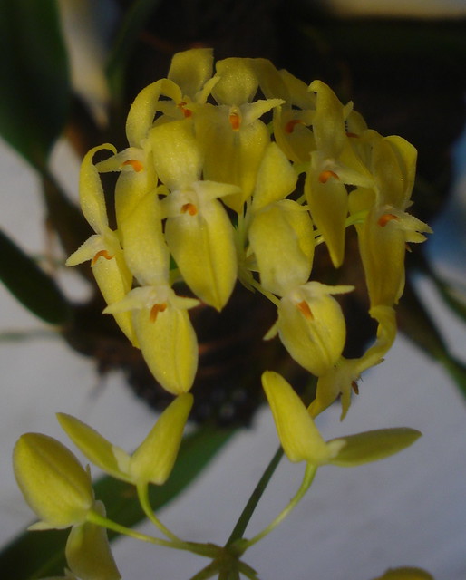 Bulbophyllum pleurothallidanthum 15738578149_c4d8f7b835_z