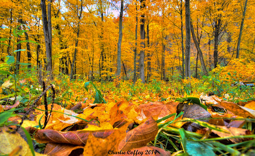 colour fall look fallcolor lansing iowa ia the sigma1020mmf456dexdchsm topazclarity fall2014