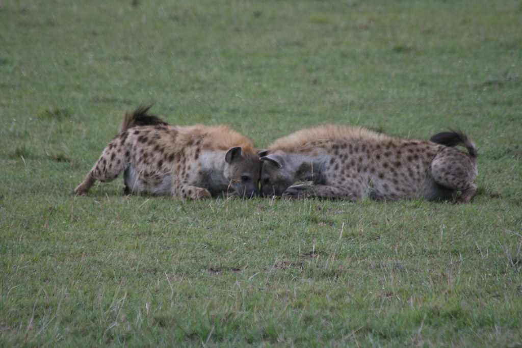 MEMORIAS DE KENIA 14 días de Safari - Blogs de Kenia - MASAI MARA II (7)