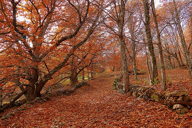 Castañar de Casillas en otoño (Valle del Tiétar, Ávila)