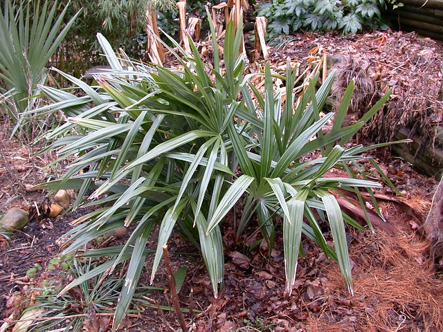 Needle palm, early January