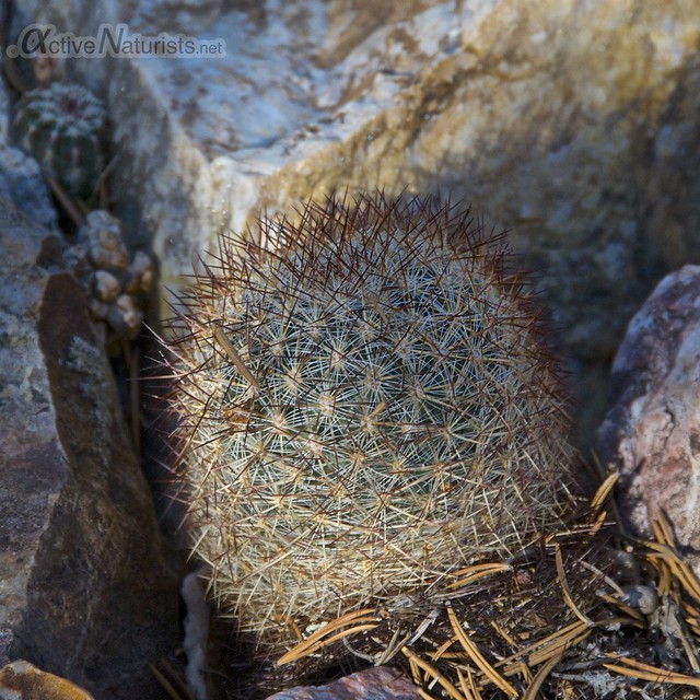 cactus 0001  Orient Land Trust, Colorado, USA