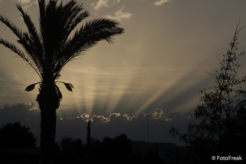 sun sunrise israel jerusalem natur palm event orte sonnenaufgang 2012 palmen blumenundpflanzen jahrzahlen israelurlaub
