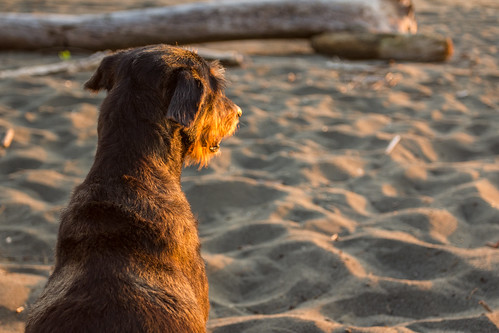 beach dogs costarica playamatapalo