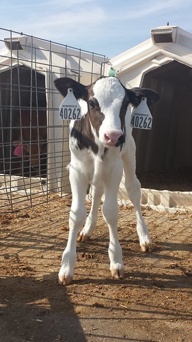 In August, AMS Administrator Anne L. Alonzo toured two Wisconsin dairy farms and saw first-hand how AMS programs services benefit dairy operations.  At Rosendale Dairy they even named a calf (pictured here) after her. Photo courtesy Rosendale Dairy.