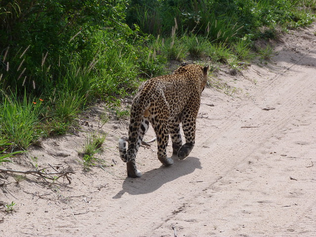 Leopardo en el Parque Kruger de Sudáfrica