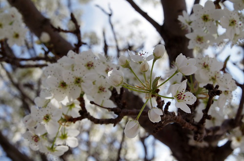 flowers white tree spring blossoms panhandle springtime borger bradfordpear texaspanhandle borgertexas borgertx