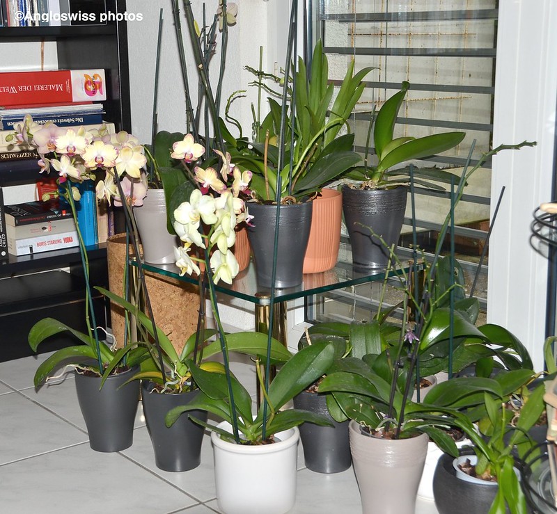 Orchid collection 1