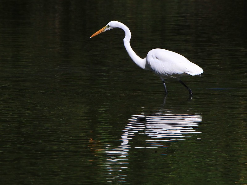 IMG_1480 大白鷺 Great White Egret