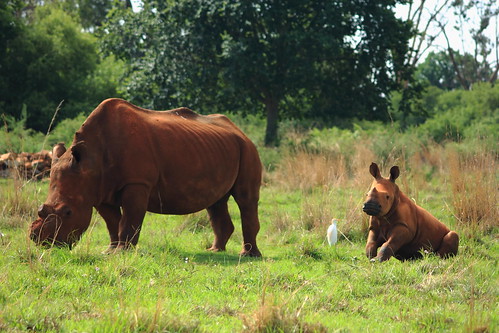 baby white rhino calf rhinoceros