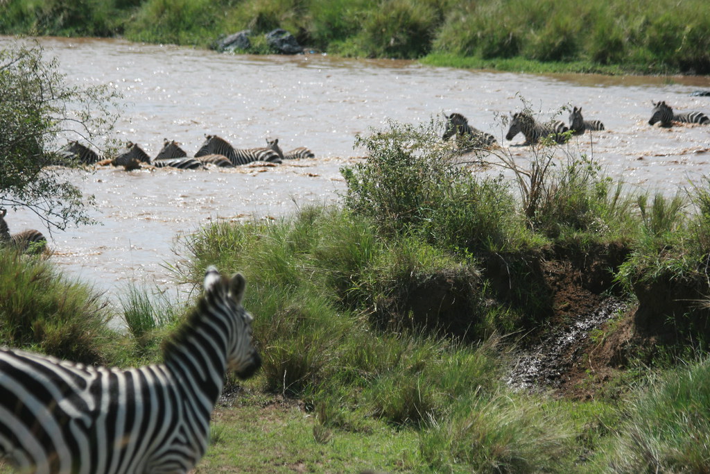 MEMORIAS DE KENIA 14 días de Safari - Blogs de Kenia - MASAI MARA IV (28)
