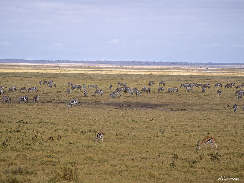 12 días de Safari en Kenia: Jambo bwana - Blogs de Kenia - Amboseli: Buscando la foto del elefante a los pies del Kilimanjaro (20)