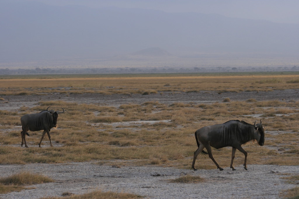 MEMORIAS DE KENIA 14 días de Safari - Blogs de Kenia - AMBOSELI I (20)