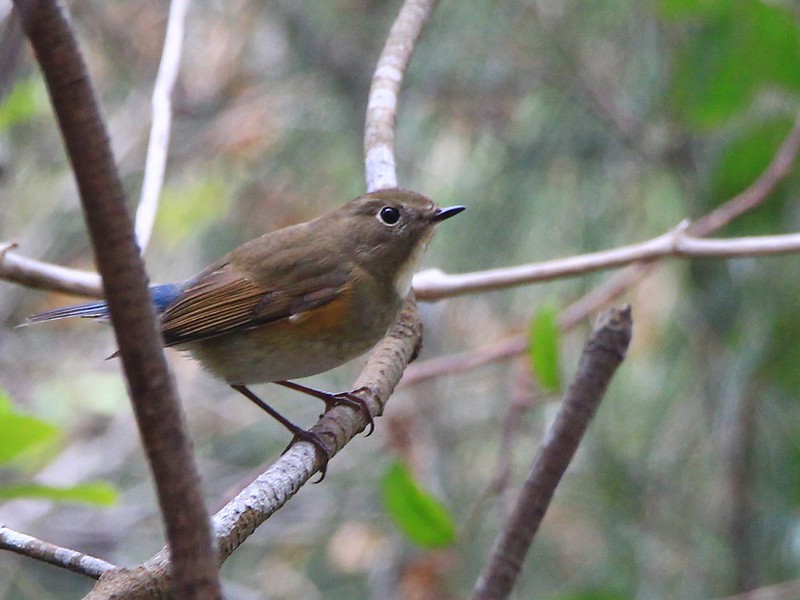 IMG_7586 藍尾鴝 母鳥 Red-flanked Bluetail