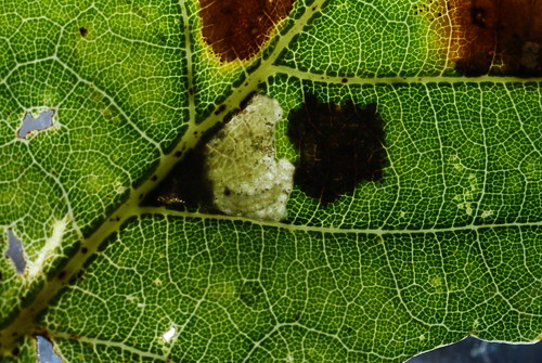 Ectodemia subbimaculella tenanted mine on Oak