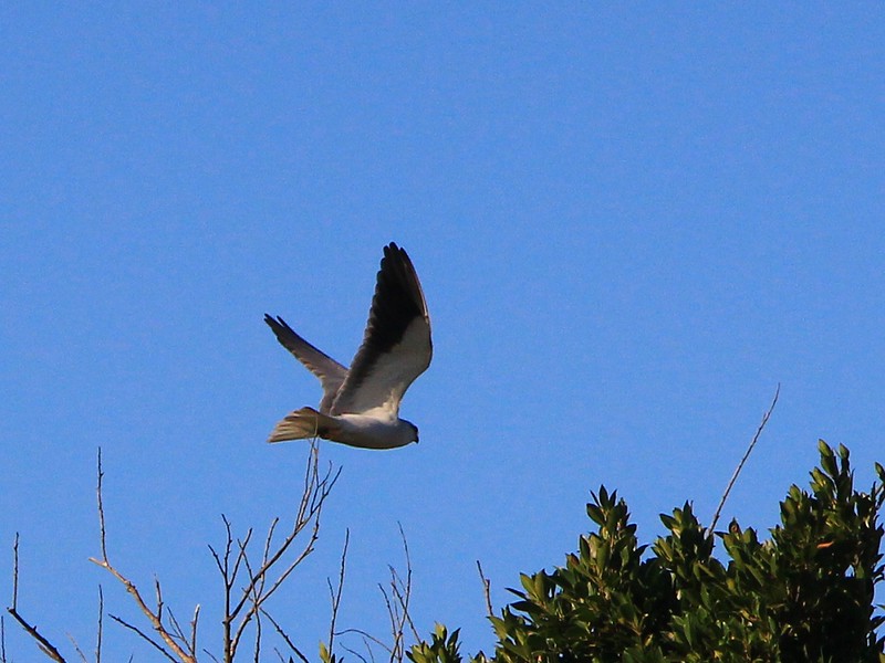 IMG_0654 黑翅鳶 Black-winged Kite