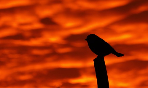 blue sky cloud bird nature silhouette sunrise tit wildlife