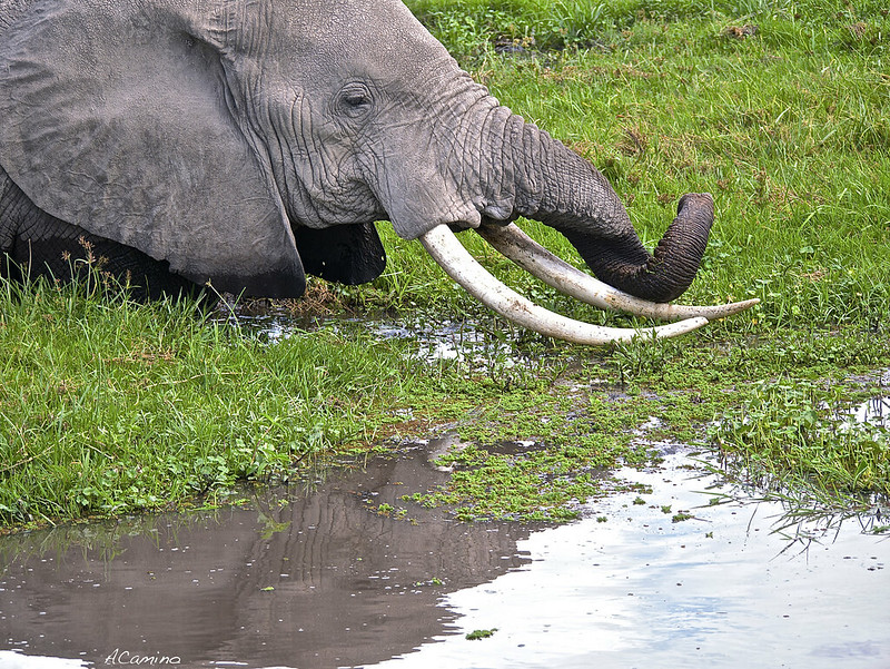 12 días de Safari en Kenia: Jambo bwana - Blogs de Kenia - Amboseli: Buscando la foto del elefante a los pies del Kilimanjaro (43)