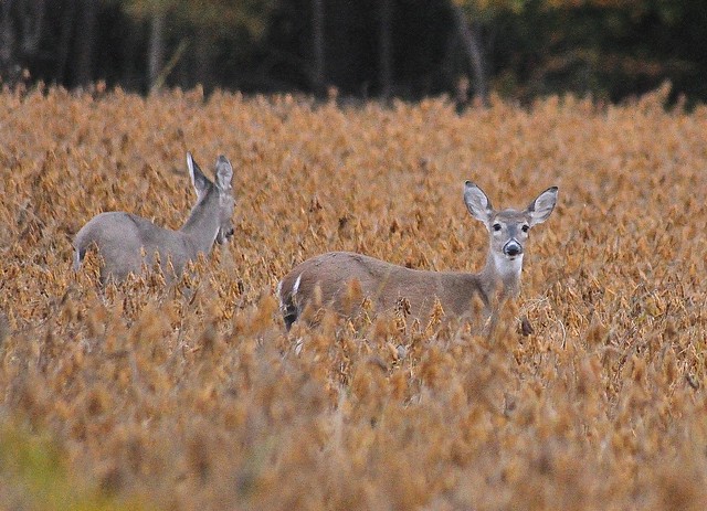 Deer in the farm fields in the fall at Chippokes State Park, Virginia