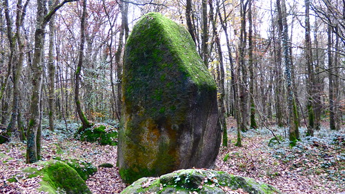 france stone forest de pierre bretagne arbres histoire pierres paysage forêt bois menhir côtesdarmor lamballe mégalithes guihalon trégomar vanaspati1