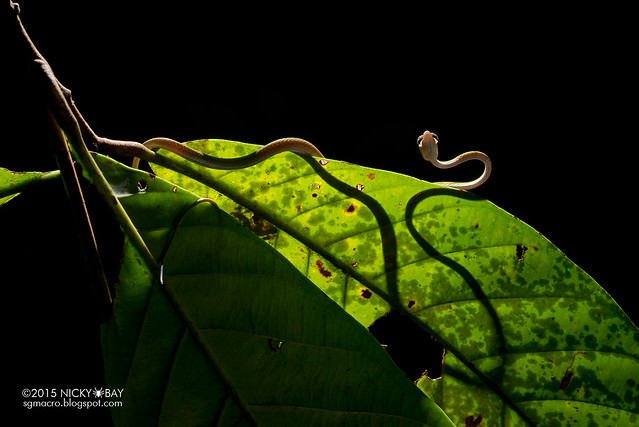 Big-eye green whip snake (Ahaetulla mycterizans) - DSC_5383