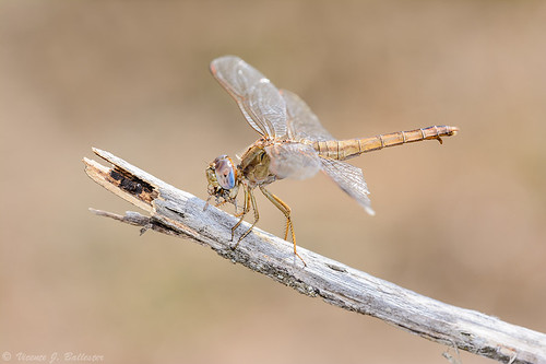 insectos macro dragonflies insects bugs libélulas trithemis annulata invertebrados odonatos