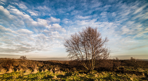 canon 5d iii samyang prime manual aspherical 14mm f28 lens sunny sun silhouettes silhouette silhouetted photographs photograph pics pictures pic picture image images foto fotos photography artistic cwhatphotos that have which with contain digital camera sky skies skys alone waldridge fell chesterlestreet day cloudy clouds tree outside countryside waldridgefell flickr