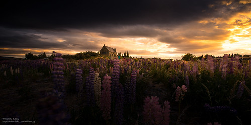 travel sunset newzealand landscape dusk southisland laketekapo churchofthegoodshepherd lupins tekapo thechurchofthegoodshepherd