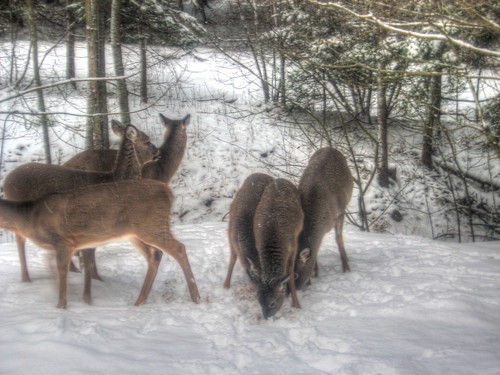 winter canada novascotia hdr whitetaileddeer