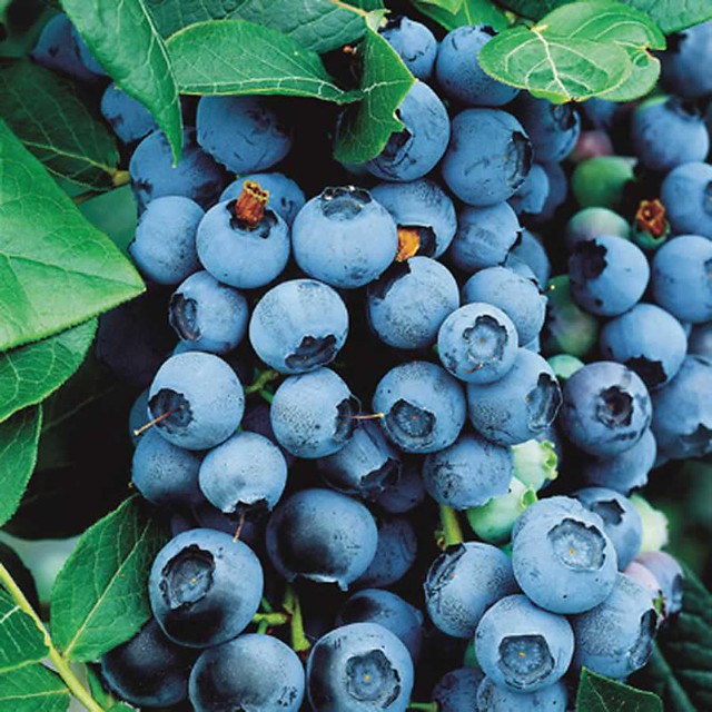 Blueberry%20_Bluecrop