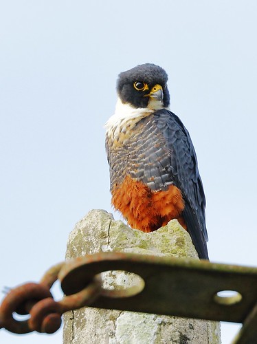 canon mexico yucatan batfalcon falcorufigularis canoneos7dmarkii canonef100400f4556lismarkii