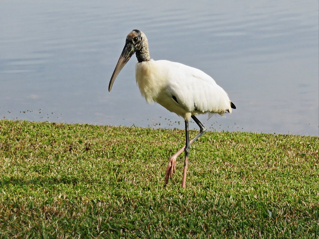 Wood Stork approaches 2-20141221