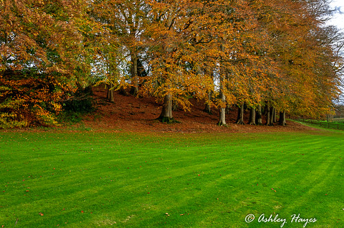 tree landscape unitedkingdom cullybackey autumnleaves northernireland hdr countyantrim galgormmanor