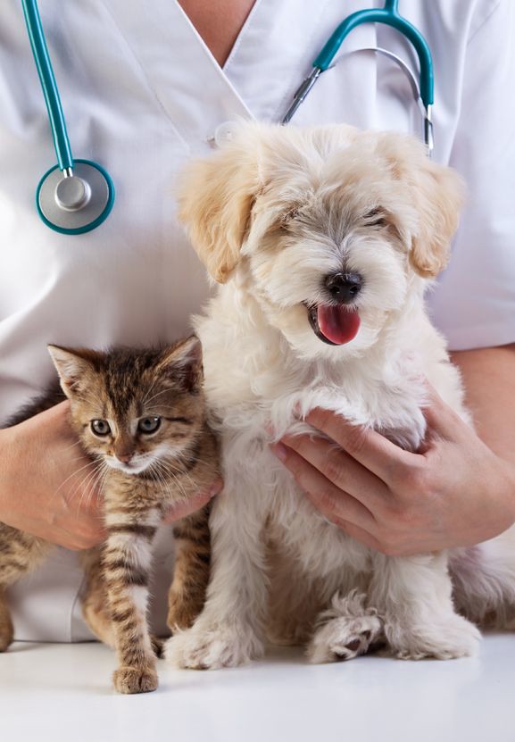 veterinary clinic,dog and cat, caucasian, check, checkup, clinic, doctor, dog, equipment, examination, examining, hand, health, healthcare, healthy, hold, holding, kitten, kitty, love, medical, medicine, nurse, occupation, people, pe