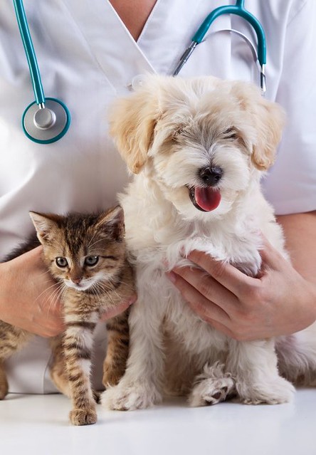 veterinary clinic,dog and cat, caucasian, check, checkup, clinic