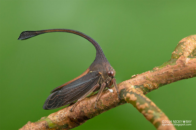 Treehopper (Membracidae) - DSC_9626