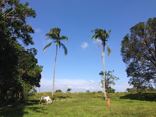 A Cow and two coconut trees