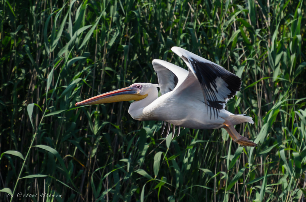 Pelican in the Danube Delta