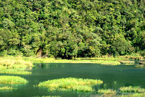 神祕湖可清楚見到陸域、林澤、草澤、水澤等四種湖泊演替現象(圖片來源：李孝勤攝)