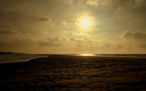 sea sky holland bird beach netherlands sunshine january picasa sunny northsea iphone bergenaanzee northholland iphoneography