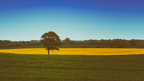 blue tree green yellow germany de landscape deutschland outdoor kiel schleswigholstein rapeblossom neuwittenbek